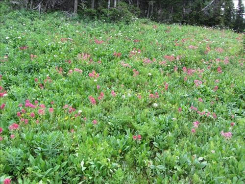 Field of paintbrush, Piper Creek meadows