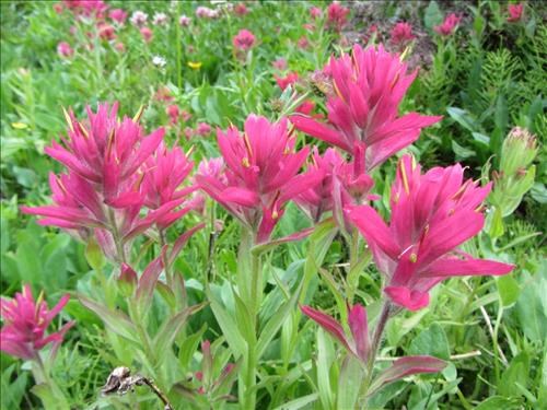 Indian Paintbrush - Piper Creek meadows