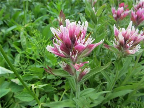 Indian Paintbrush - Piper Creek meadows