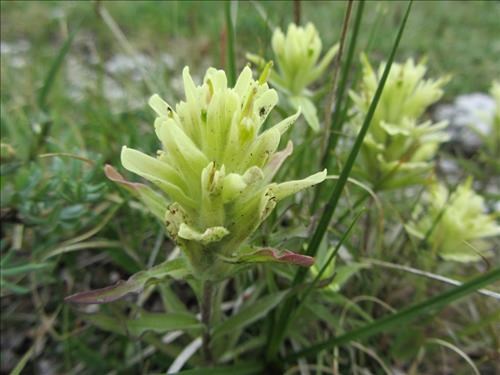Indian Paintbrush - Piper Creek meadows