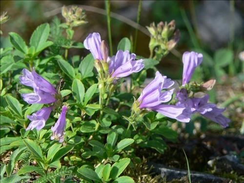Alberta Beardtongue