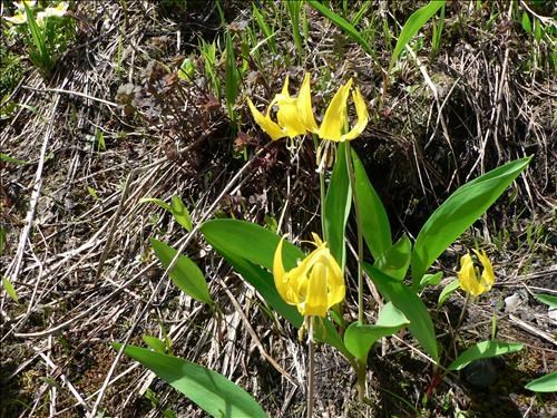 Glacier Lilies