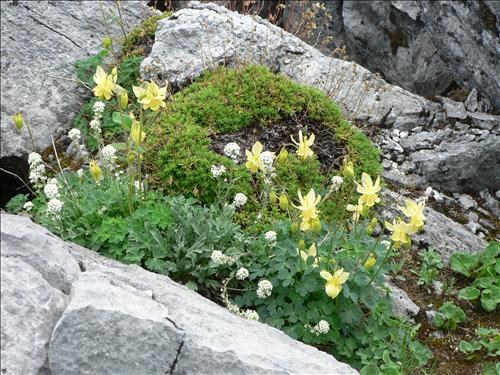 Columbines and Alpine Smelowskia