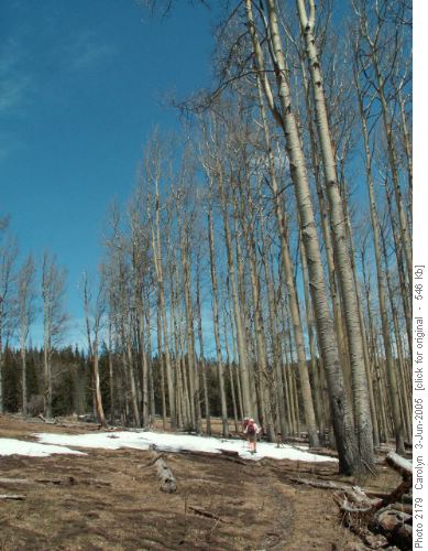 Pecos Wilderness, N.M.