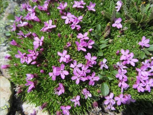 Moss campion (<i>Silene acaule</i>)