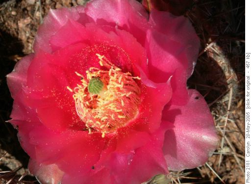 Flowering Cactus, Colorado National Monument Park