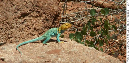 Collared Lizard, Colorado
