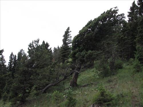 It's easy to see the direction of the prevailing wind on Black Mountain