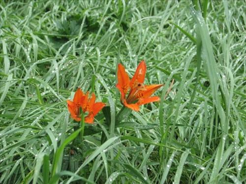 Wood lilies still blooming in the lush, tall grass