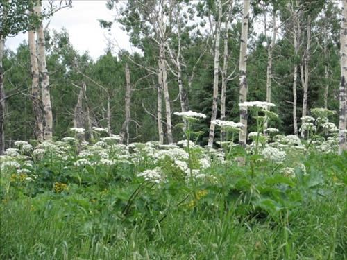 Head high cow parsnips in the aspen forest