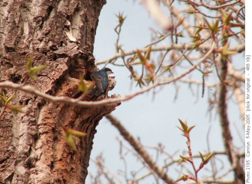 Tree Swallow, Carseland