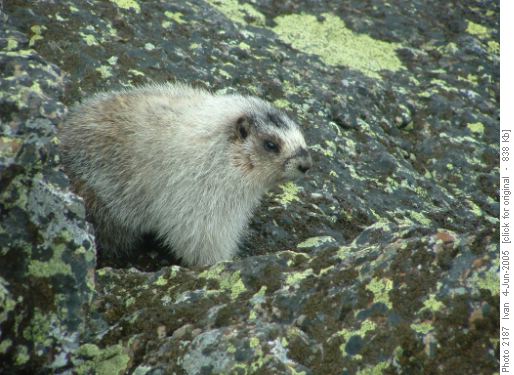Marmot <i>(marmota caligata)</i>