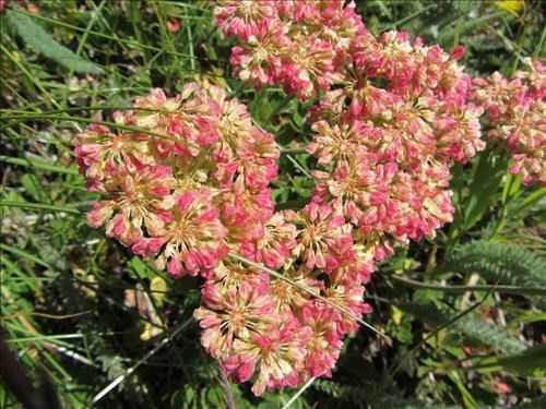 Umbrella Plant (<i>Eriogonum umbellatum [E. subalpinum]</i>)