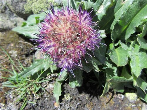 Sawwort (<i>Saussurea nuda [S. densa]</i>), aka Purple Hawkweed