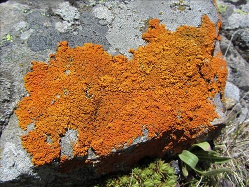 <i>Xanthoria</i> lichen