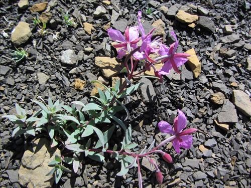 River beauty (<i>Chamerion latifolium</i>), aka Dwarf Fireweed