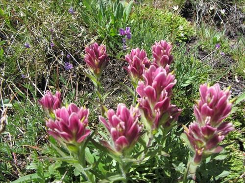 alpine paintbrush