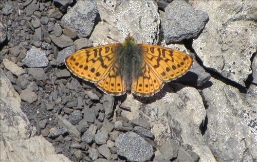 Titiana's fritillary (<i>Boloria chariclea</i>)