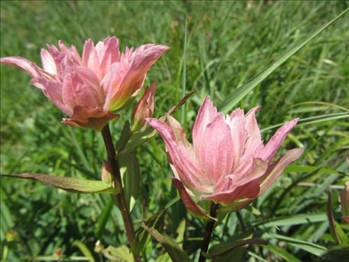 Indian Paintbrush (pink)