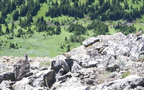 Ptarmigan mother with 2 of the 5 chicks