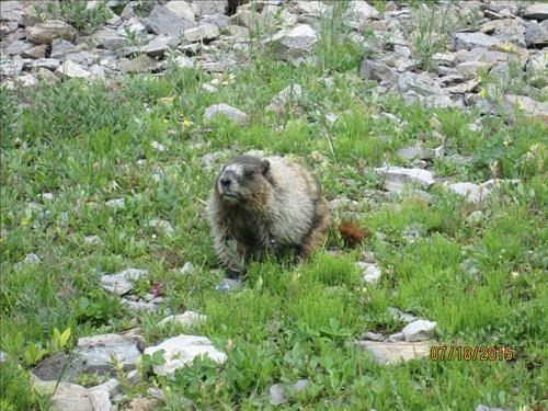 Hoary Marmot