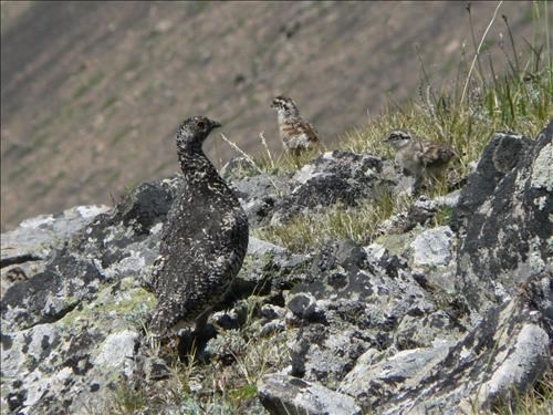 Philip's photo of the ptarmigan and 2 of the 5 chicks