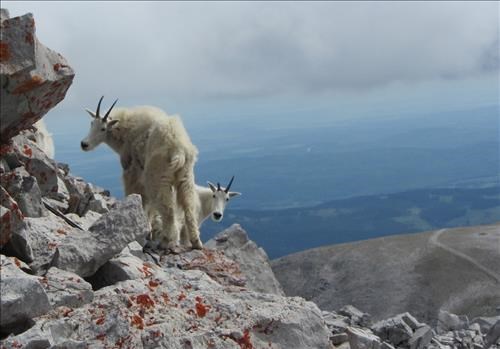 Hanging out just below the Moose Mountain fire lookout