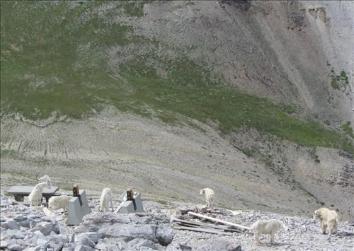Busy picnic table on Moose Mtn