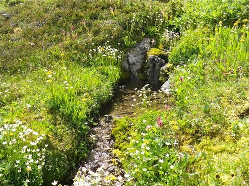 Flowers along the small brooks in the meadows