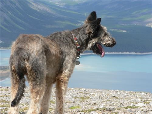 Briard (French sheep dog), new to me!