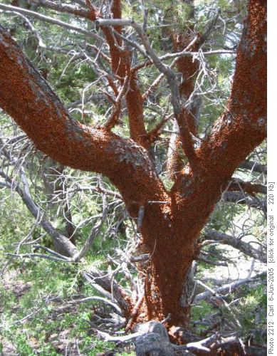 Lady bugs turn tree red