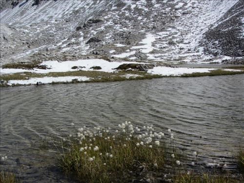 Cottongrass, tarn in NE cirque