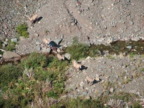 Herd of Rocky Mountain Sheep on Apostoki Creek