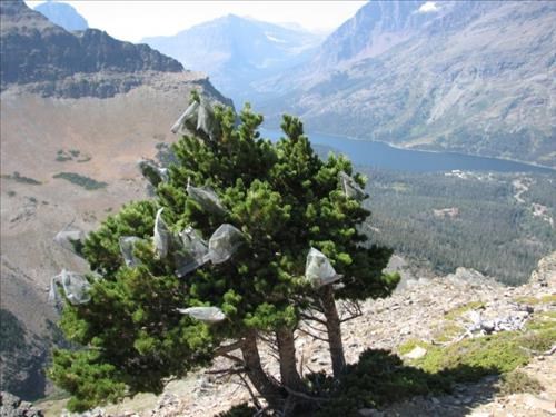 Net bags collect limber pine cones on Scenic Point trail