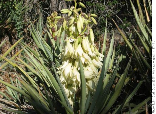 Banana Yucca
