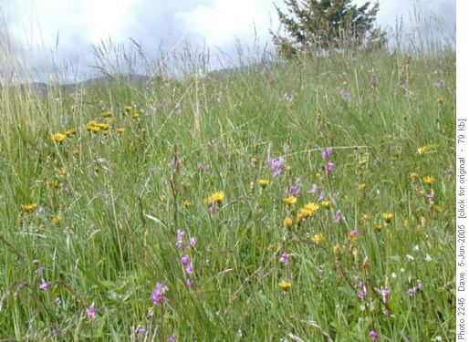Shooting stars in fescue grassland