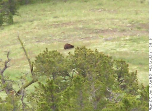 Lunch time entertainment on Junction Hill thoughtfully provided by a foraging bear.