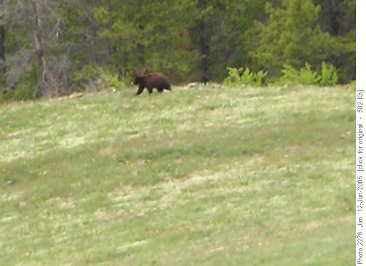 A parting shot of our bear in full flight after he finally became aware of our presence.