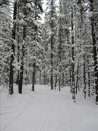 Enchanted snow forest on Pipestone loop