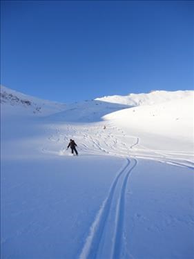 Rambler descends from Richardson Ridge (near Lake Louise)