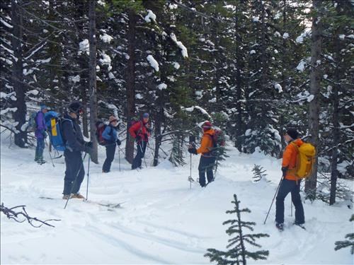 In the trees above the highway