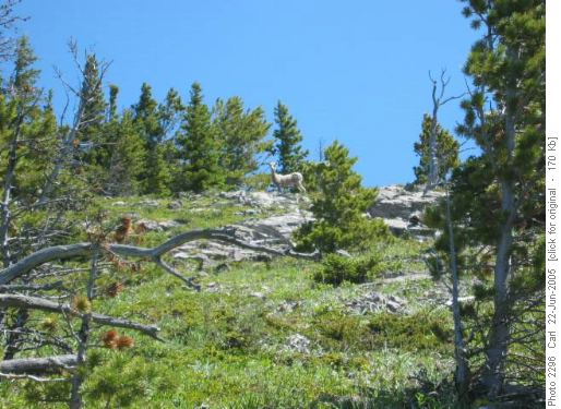 Mountain sheep