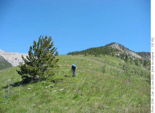 Gunnery Mt. S.W. Ridge