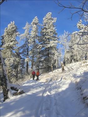 Braggin Rights - Snowy trail and trees