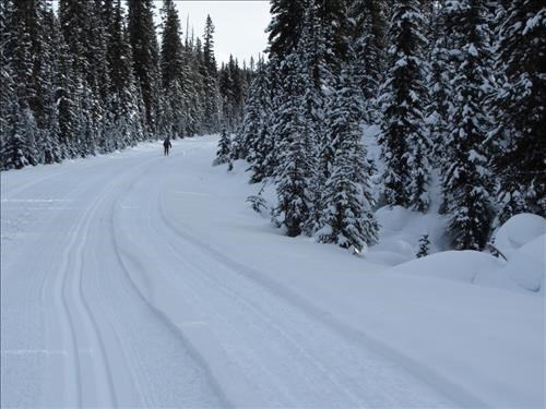 Two minute-old tracks on Great Divide trail (dog track on right)