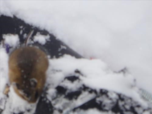 Hungry mouse on ski boot of {212 d mu}