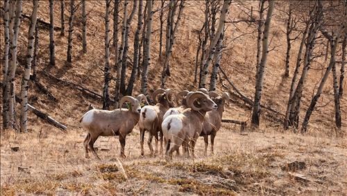 Big Sheep Rams - Hanging out with the Guys!