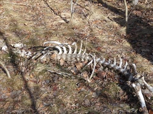 Elk skeleton