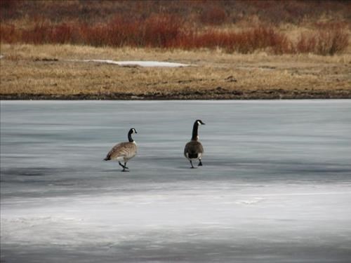 Canada geese on the ice of Horse Lake