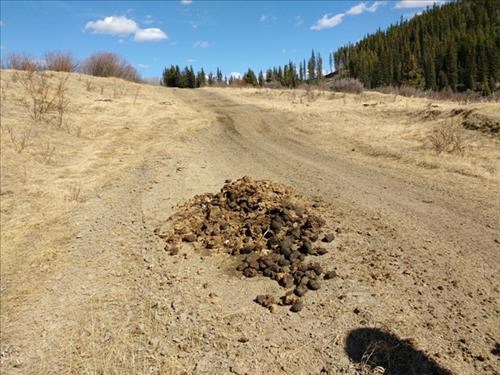 Great gobs of wild horse territorial manure piles